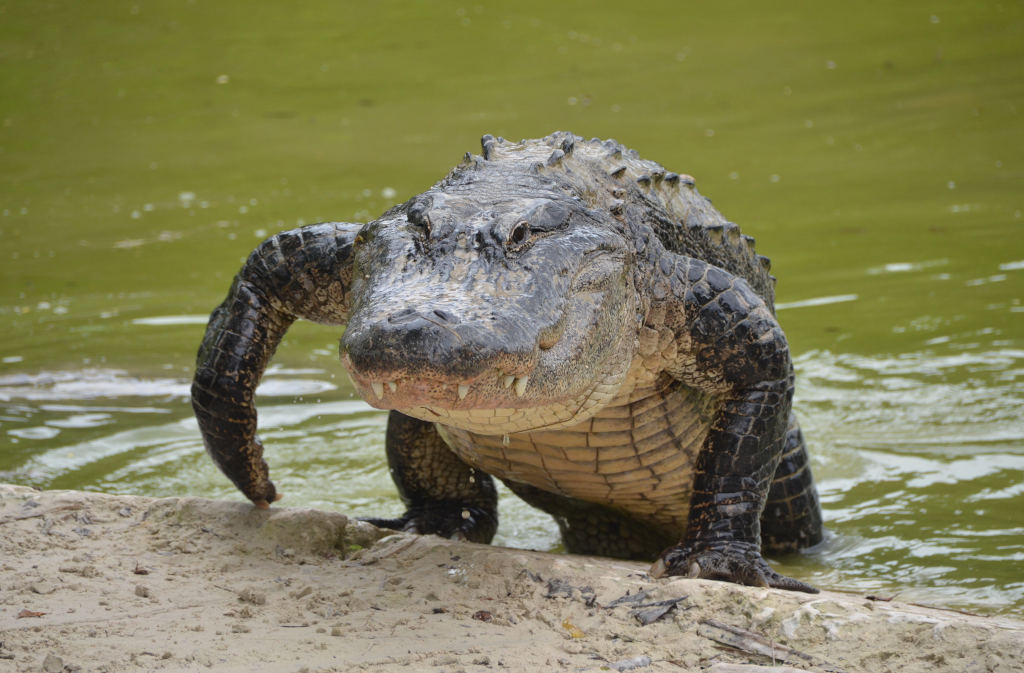 Triatleet ontsnapt ternauwernood aan aanval van alligator – video